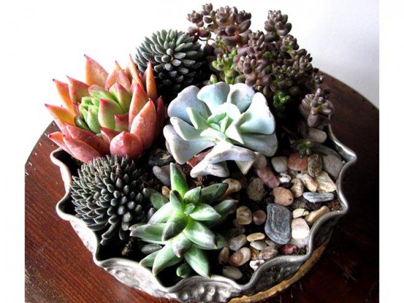 Dekorasyonda sukulent şıklığı