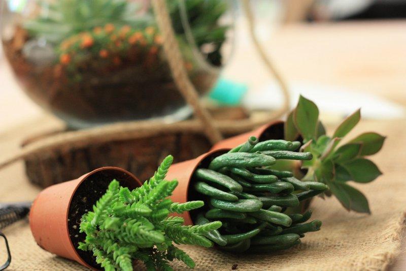 Dekorasyonda sukulent şıklığı