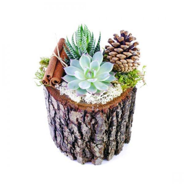 Dekorasyonda sukulent şıklığı