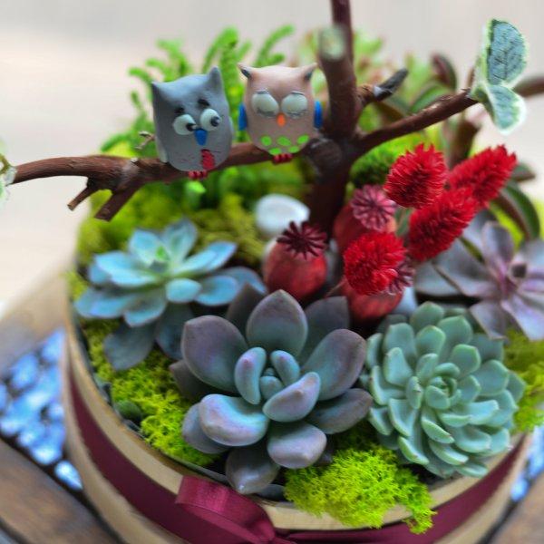 Dekorasyonda sukulent şıklığı