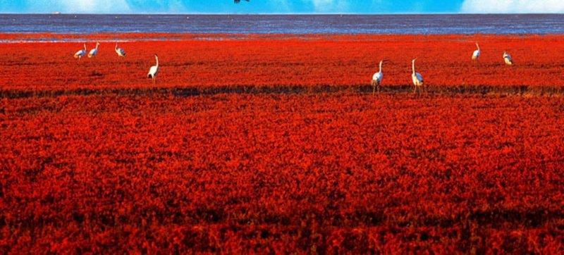 Çin’de görmeniz gereken en güzel yer: Kırmızı sahil