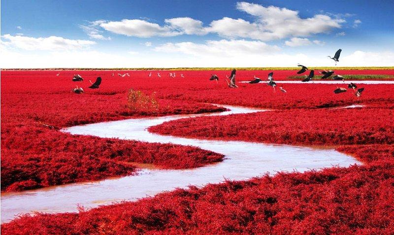 Çin’de görmeniz gereken en güzel yer: Kırmızı sahil