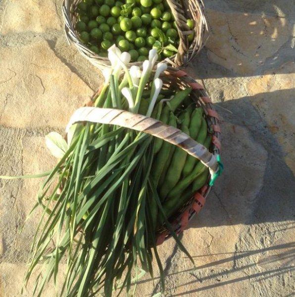 Burak Hakkı'nın çiftlik hayatı