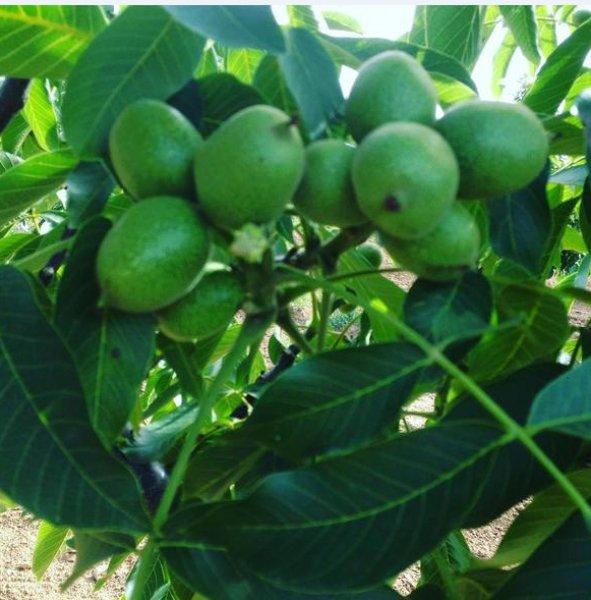 Burak Hakkı'nın çiftlik hayatı