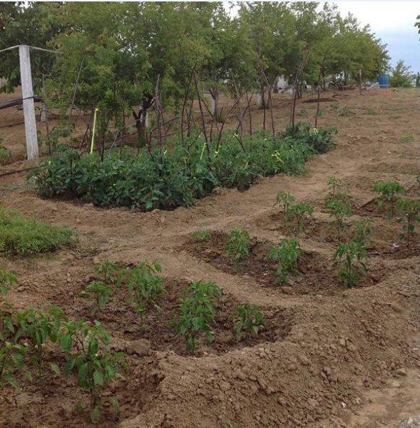 Burak Hakkı'nın çiftlik hayatı