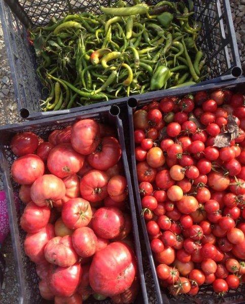 Burak Hakkı'nın çiftlik hayatı