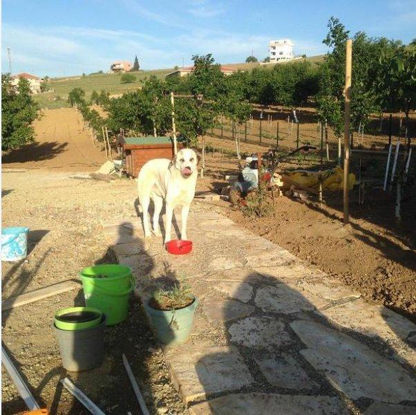 Burak Hakkı'nın çiftlik hayatı