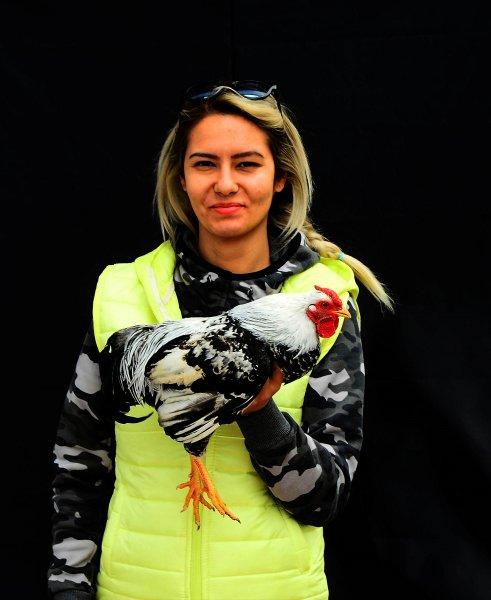 Birbirinden ilginç tavuk türleri