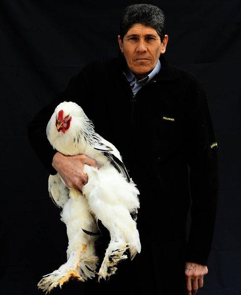 Birbirinden ilginç tavuk türleri