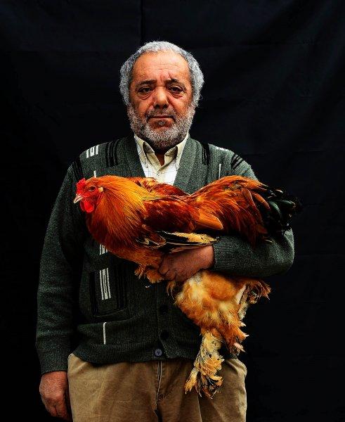 Birbirinden ilginç tavuk türleri