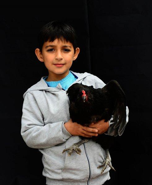 Birbirinden ilginç tavuk türleri