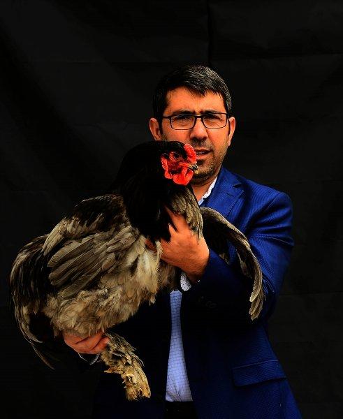 Birbirinden ilginç tavuk türleri