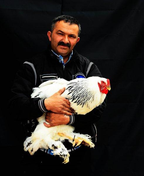Birbirinden ilginç tavuk türleri