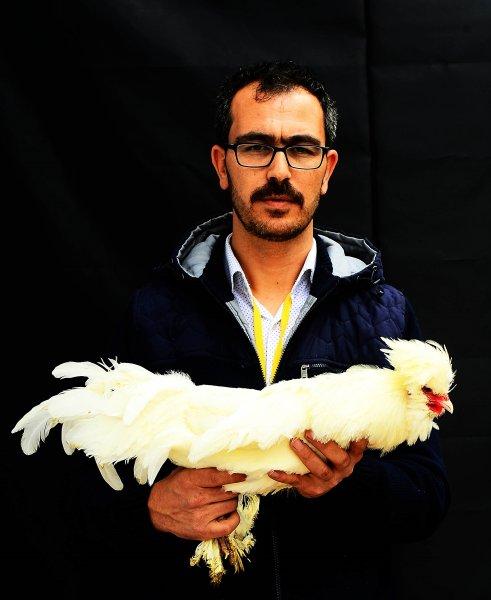 Birbirinden ilginç tavuk türleri