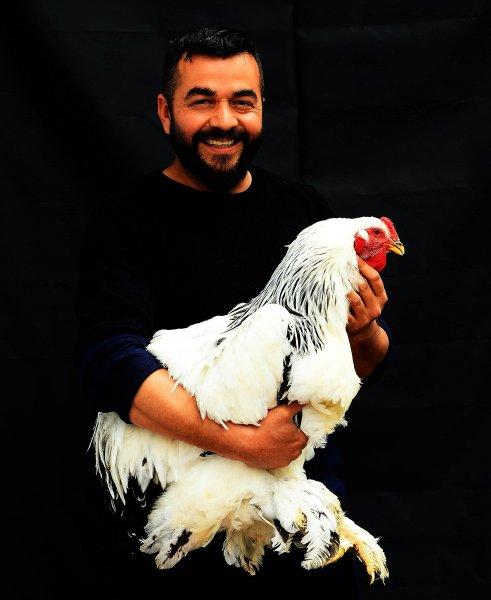 Birbirinden ilginç tavuk türleri