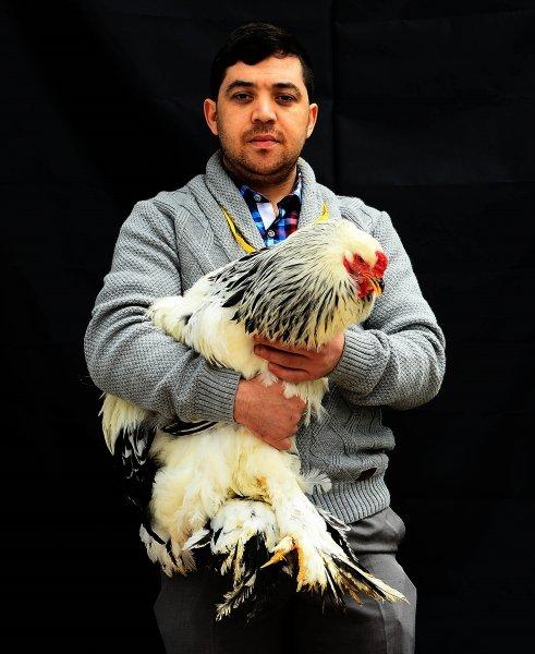 Birbirinden ilginç tavuk türleri