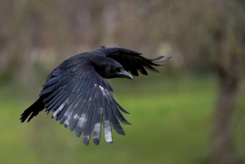 Kargalar hakkında bilinmeyen gerçekler 