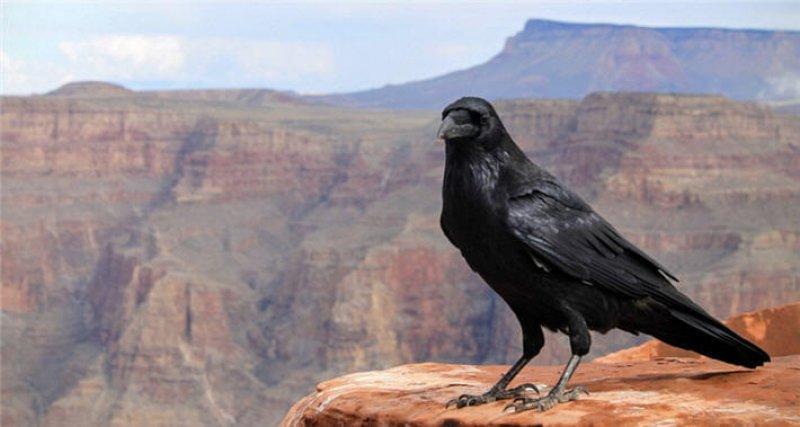 Kargalar hakkında bilinmeyen gerçekler 