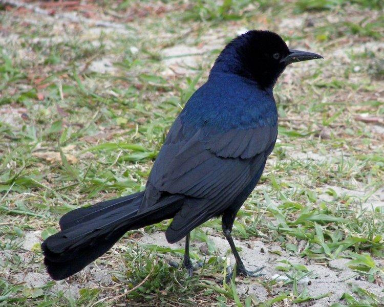 Kargalar hakkında bilinmeyen gerçekler 