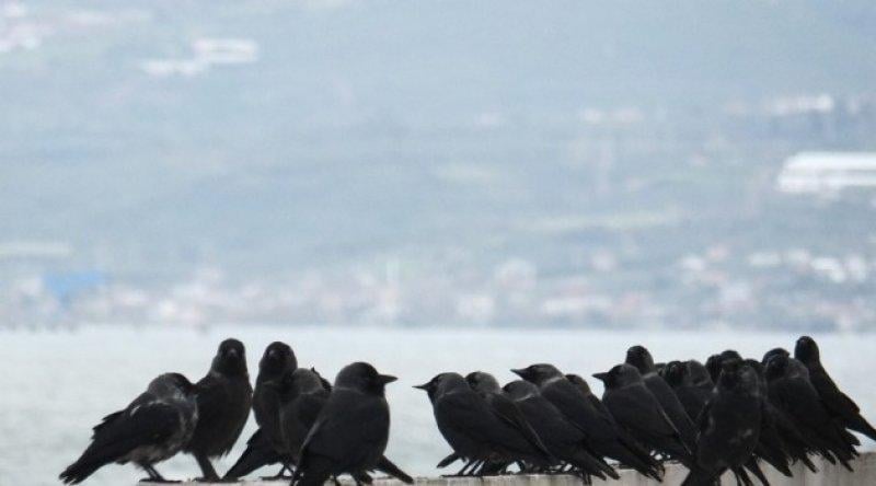 Kargalar hakkında bilinmeyen gerçekler 