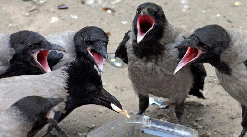 Kargalar hakkında bilinmeyen gerçekler 