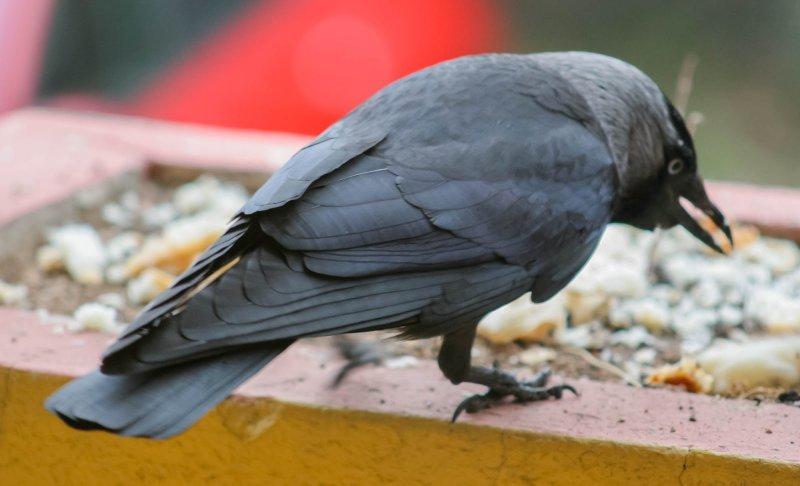 Kargalar hakkında bilinmeyen gerçekler 