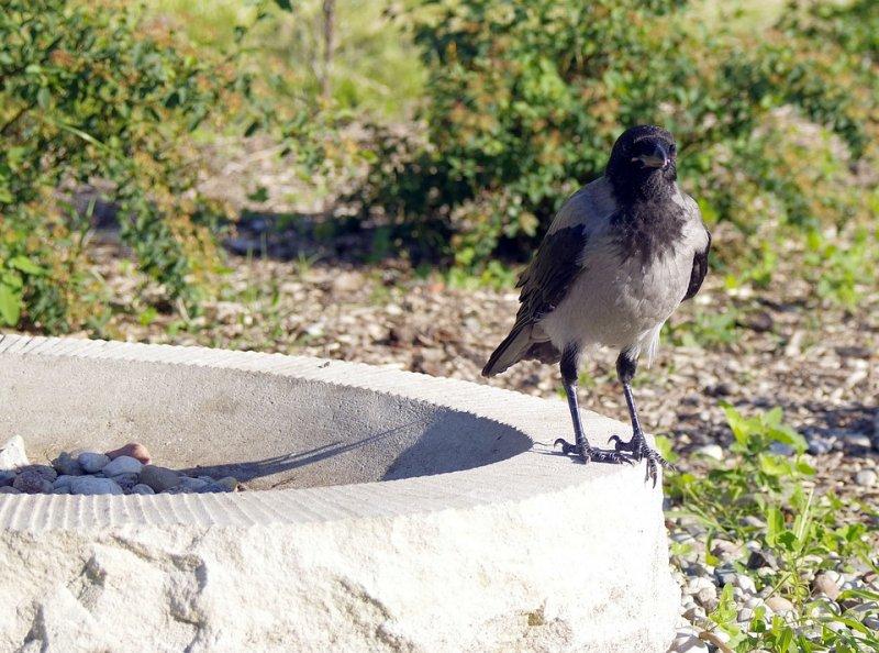 Kargalar hakkında bilinmeyen gerçekler 
