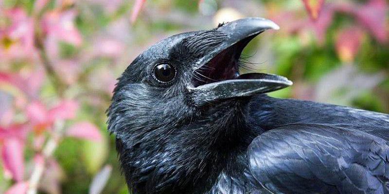 Kargalar hakkında bilinmeyen gerçekler 