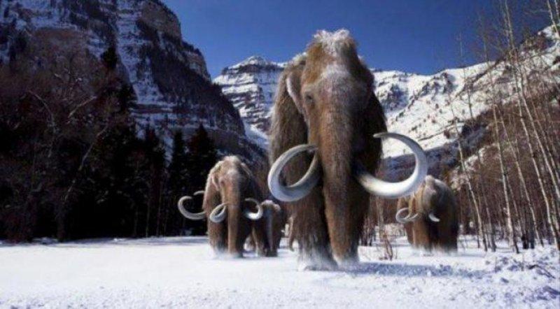 4 bin yıl önce soyları tükenen tüylü mamutlar hayata döndürülüyor