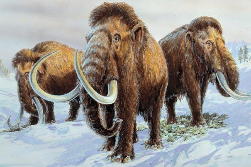 4 bin yıl önce soyları tükenen tüylü mamutlar hayata döndürülüyor