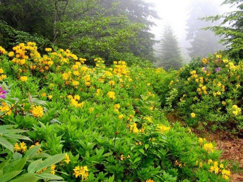 Rize'den kartpostallık görüntüler 