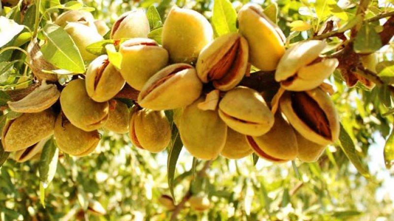 Çağla meyvesinin bilinmeyen faydaları