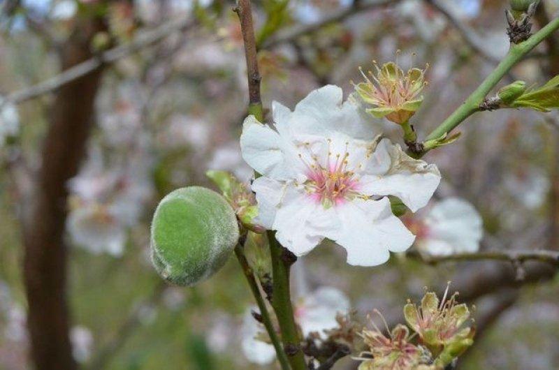 Çağla meyvesinin bilinmeyen faydaları