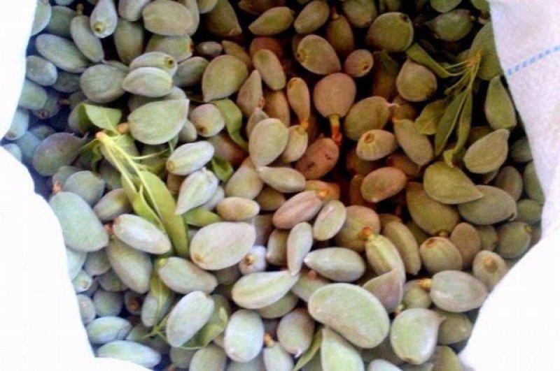 Çağla meyvesinin bilinmeyen faydaları