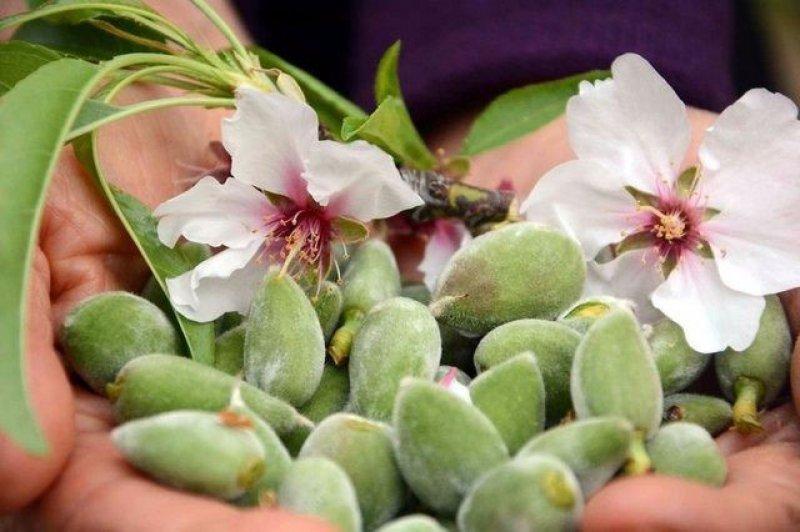 Çağla meyvesinin bilinmeyen faydaları