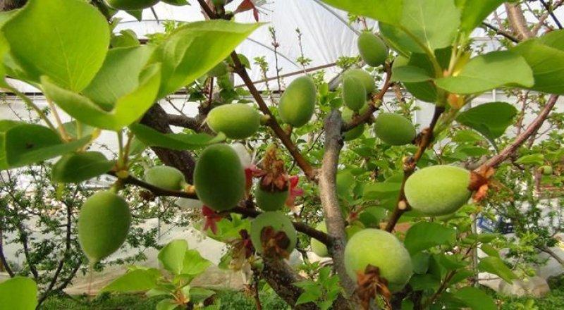 Çağla meyvesinin bilinmeyen faydaları