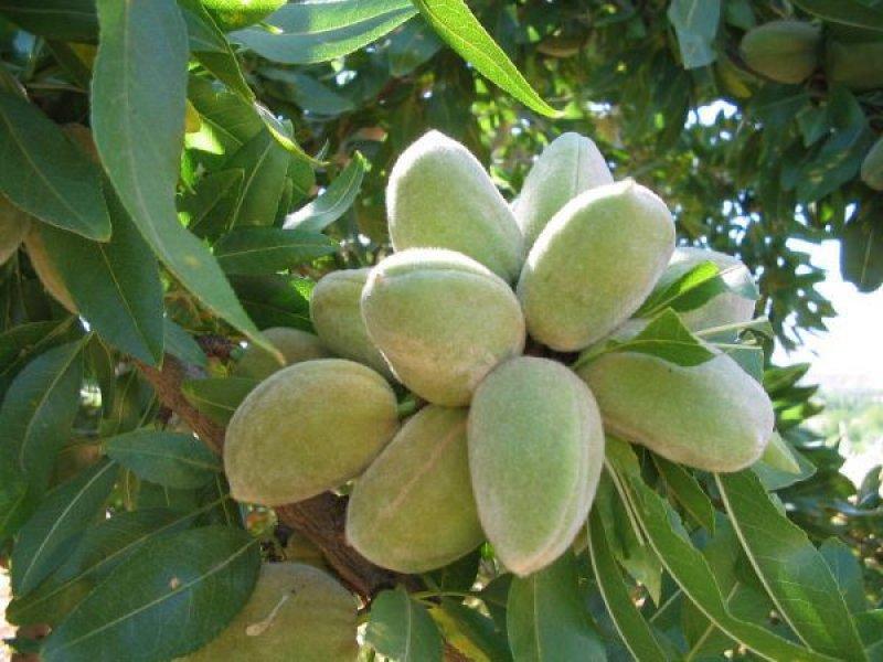 Çağla meyvesinin bilinmeyen faydaları