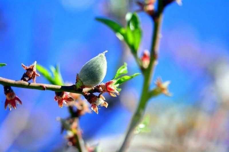 Çağla meyvesinin bilinmeyen faydaları