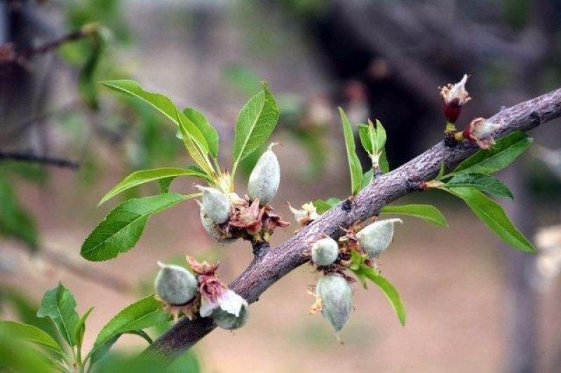 Çağla meyvesinin bilinmeyen faydaları