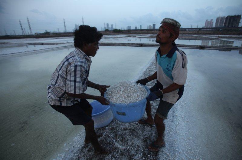 Hindistan Bombay'da tuz hasadı