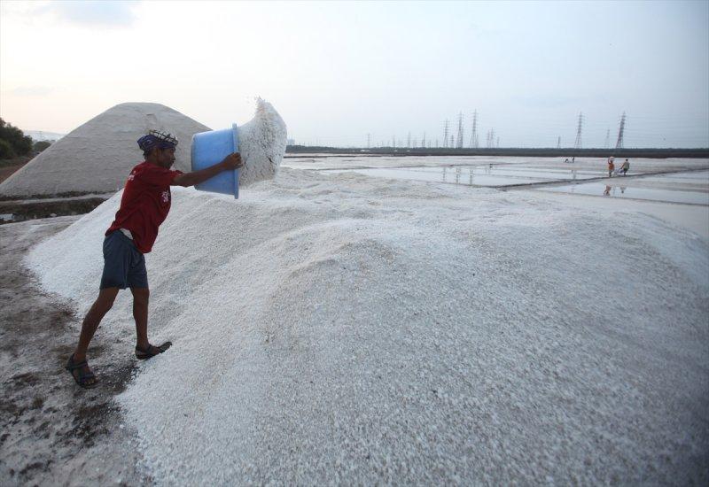 Hindistan Bombay'da tuz hasadı