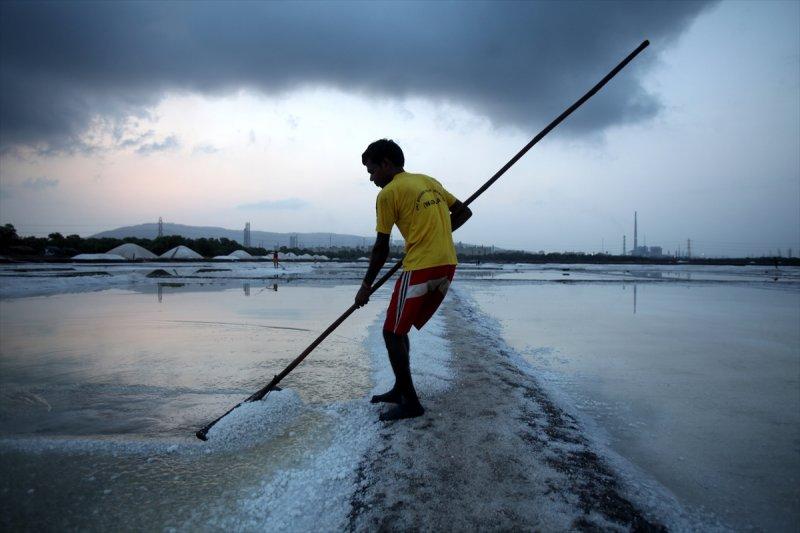 Hindistan Bombay'da tuz hasadı