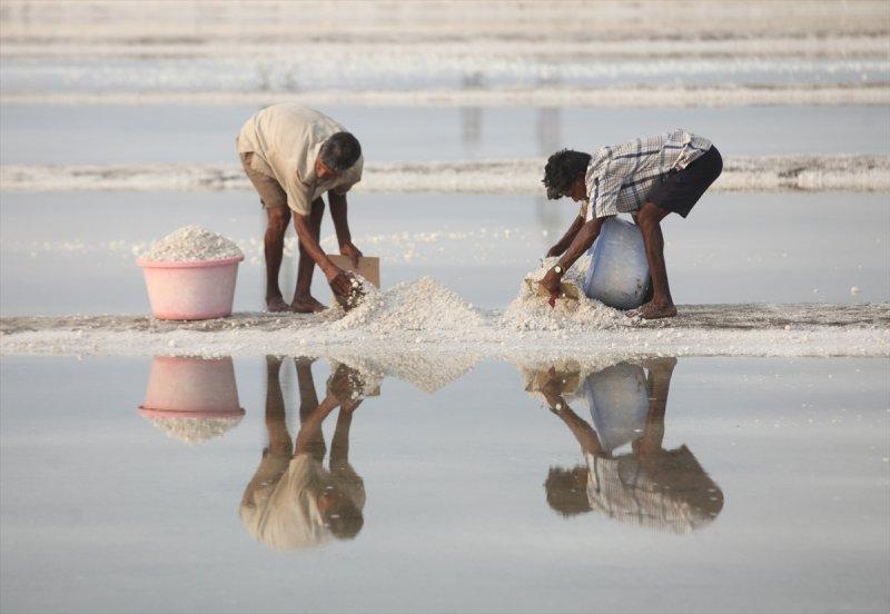 Hindistan Bombay'da tuz hasadı