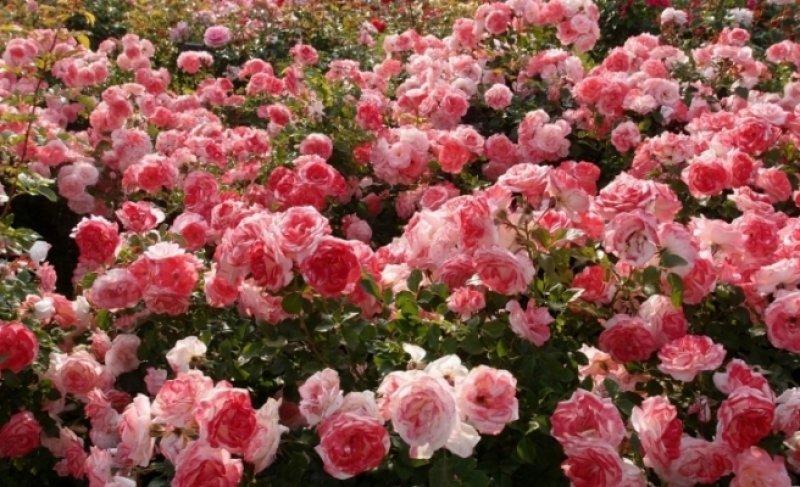 Turistlerin yeni gözdesi: Isparta gül bahçeleri