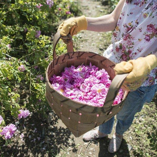 Turistlerin yeni gözdesi: Isparta gül bahçeleri