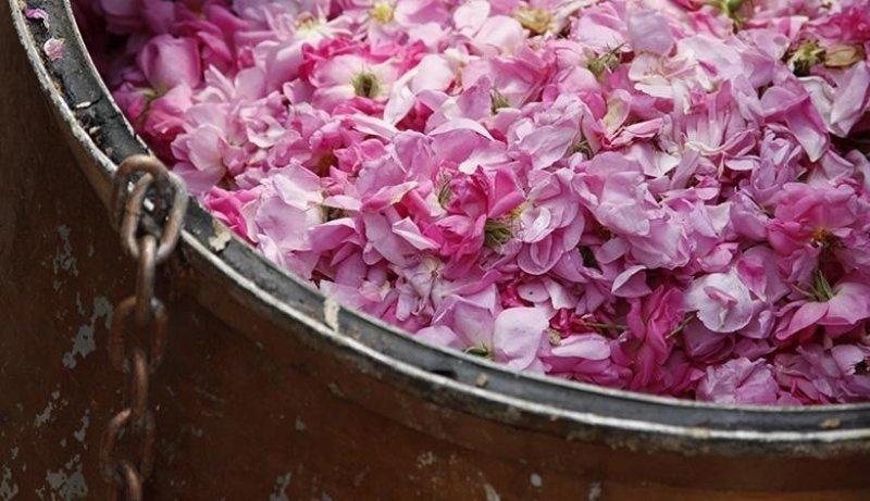 Turistlerin yeni gözdesi: Isparta gül bahçeleri