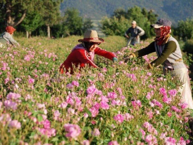 Turistlerin yeni gözdesi: Isparta gül bahçeleri