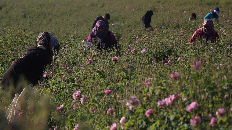 Turistlerin yeni gözdesi: Isparta gül bahçeleri