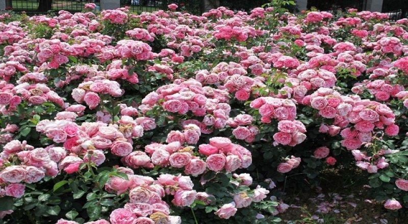 Turistlerin yeni gözdesi: Isparta gül bahçeleri