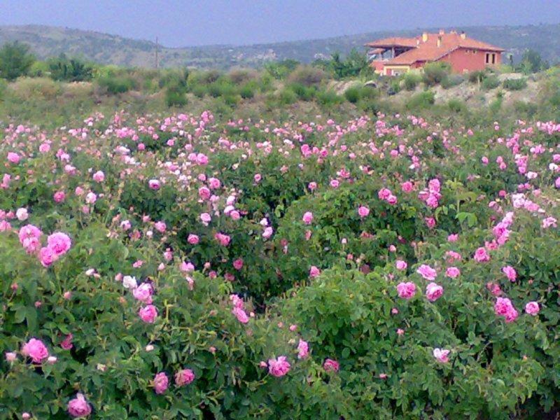 Turistlerin yeni gözdesi: Isparta gül bahçeleri